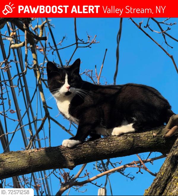 Lost Female Cat last seen Satterie Avenue, Horton Avenue, sunrise highway, Gries park, East New York Avenue, Valley Stream, NY 11580