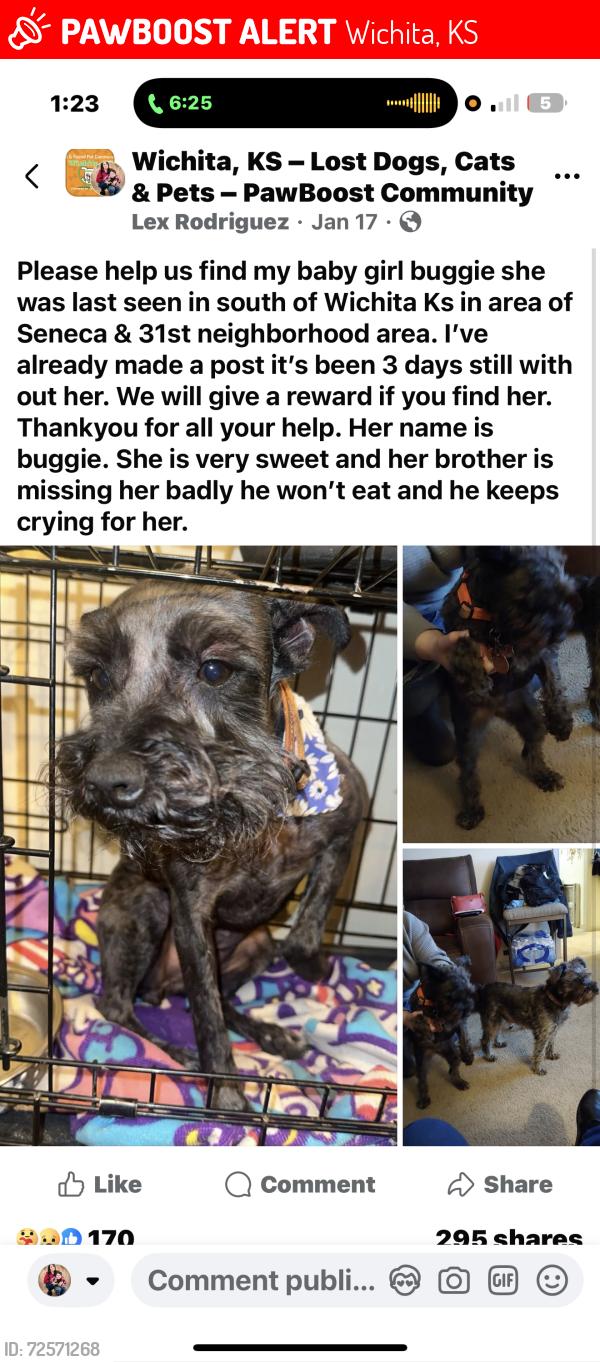 Lost Female Dog last seen 25th and oak street south of Wichita , Wichita, KS 67217