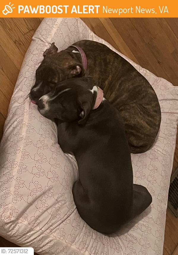 Found/Stray Unknown Dog last seen City center, Newport News, VA 23602