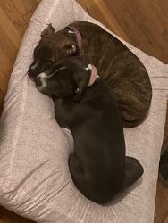 Found/Stray Unknown Dog last seen City center, Newport News, VA 23602