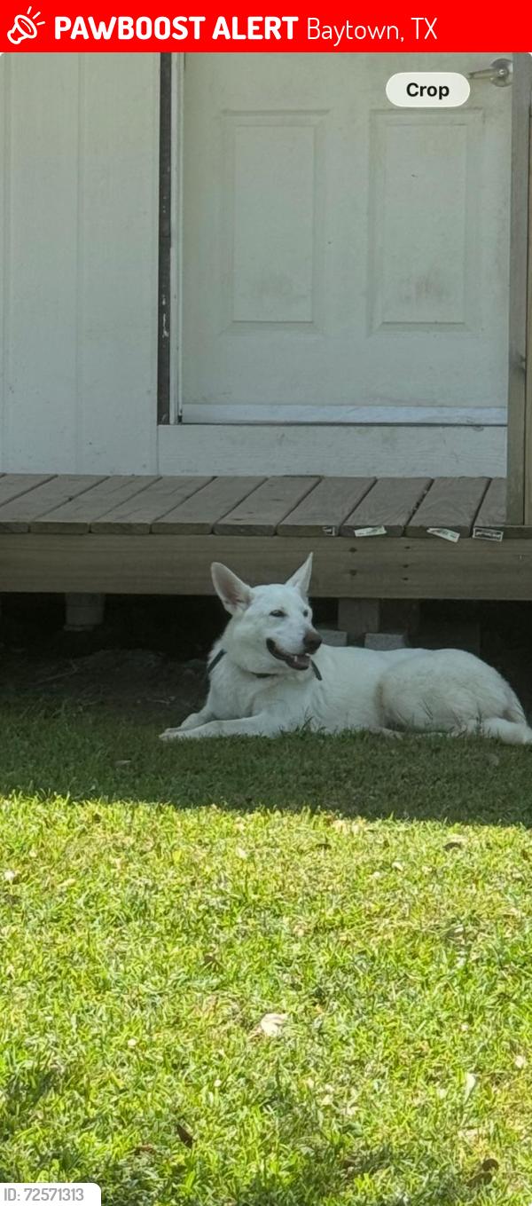 Lost Female Dog last seen Highway 99 , Baytown, TX 77523