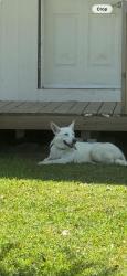 Lost Female Dog last seen Highway 99 , Baytown, TX 77523