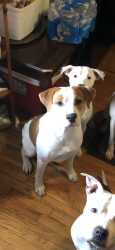 Lost Male Dog last seen Manoff Rd, Hoffman Rd, Baltimore Annapolis Blvd and Nursery Rd in Halethorpe MD, Baltimore Highlands, MD 21227