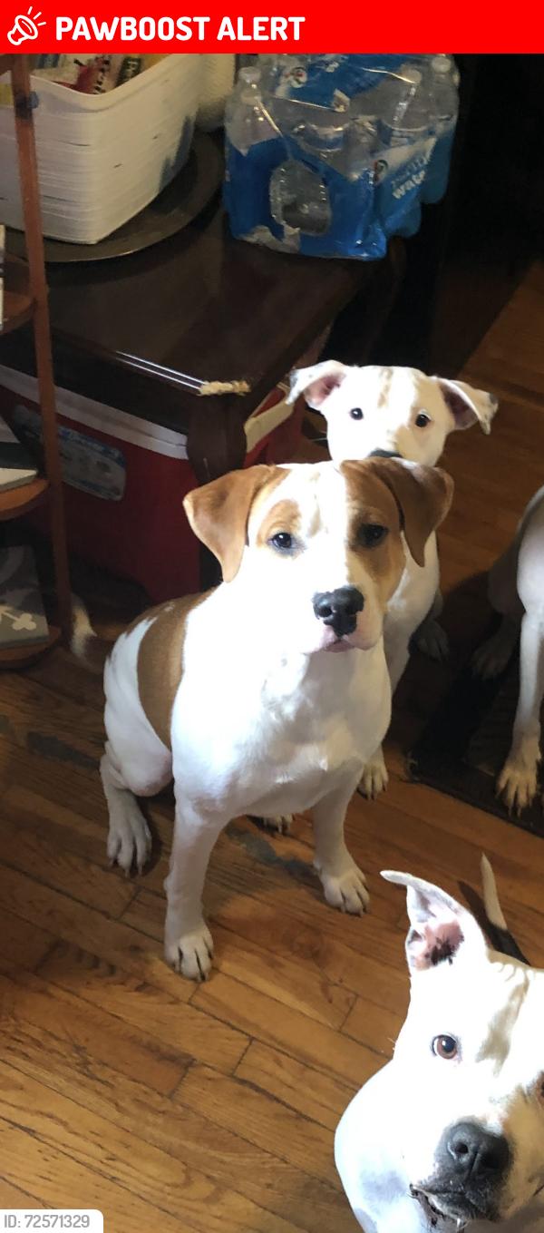 Lost Male Dog last seen Manoff Rd, Hoffman Rd, Baltimore Annapolis Blvd and Nursery Rd in Halethorpe MD, Baltimore Highlands, MD 21227