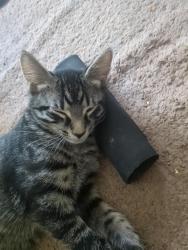 Lost Male Cat last seen Near and Pearl Rd, Brunswick, OH 44212