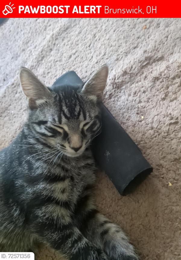 Lost Male Cat last seen Near and Pearl Rd, Brunswick, OH 44212