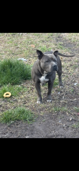 Lost Male Dog last seen Near police station, Wilmington, NC 28401