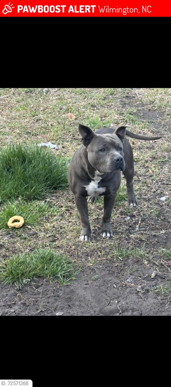 Lost Male Dog last seen Near police station, Wilmington, NC 28401
