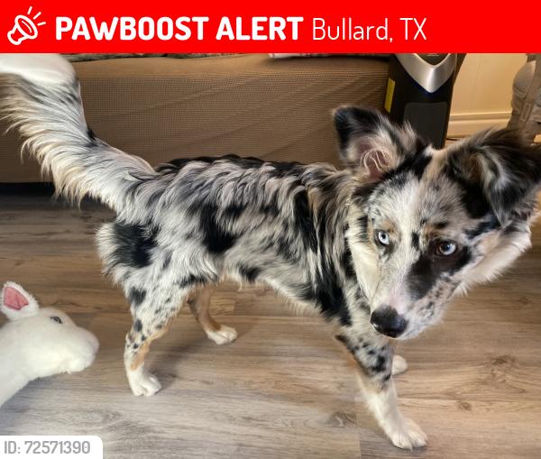 Lost Male Dog last seen Gated Community, Bullard, TX 75757