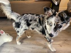 Lost Male Dog last seen Gated Community, Bullard, TX 75757