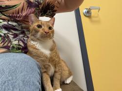 Lost Male Cat last seen Havenwood Road, Baltimore MD, Baltimore, MD 21218