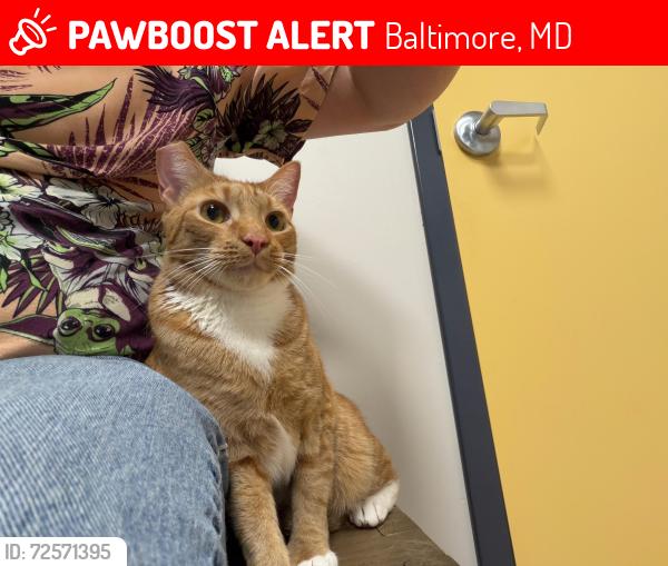 Lost Male Cat last seen Havenwood Road, Baltimore MD, Baltimore, MD 21218