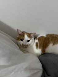 Lost Male Cat last seen flintwood dr by little creek park, Winston-Salem, NC 27103