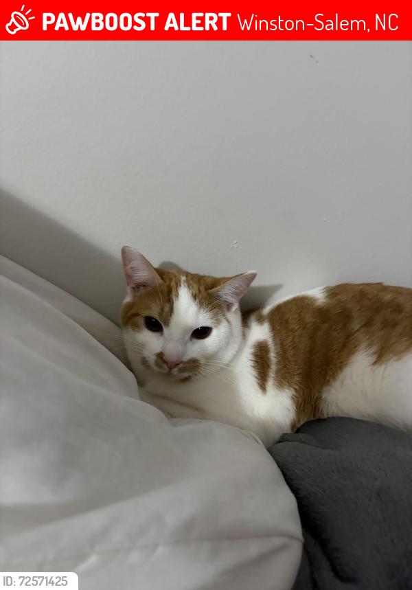 Lost Male Cat last seen flintwood dr by little creek park, Winston-Salem, NC 27103