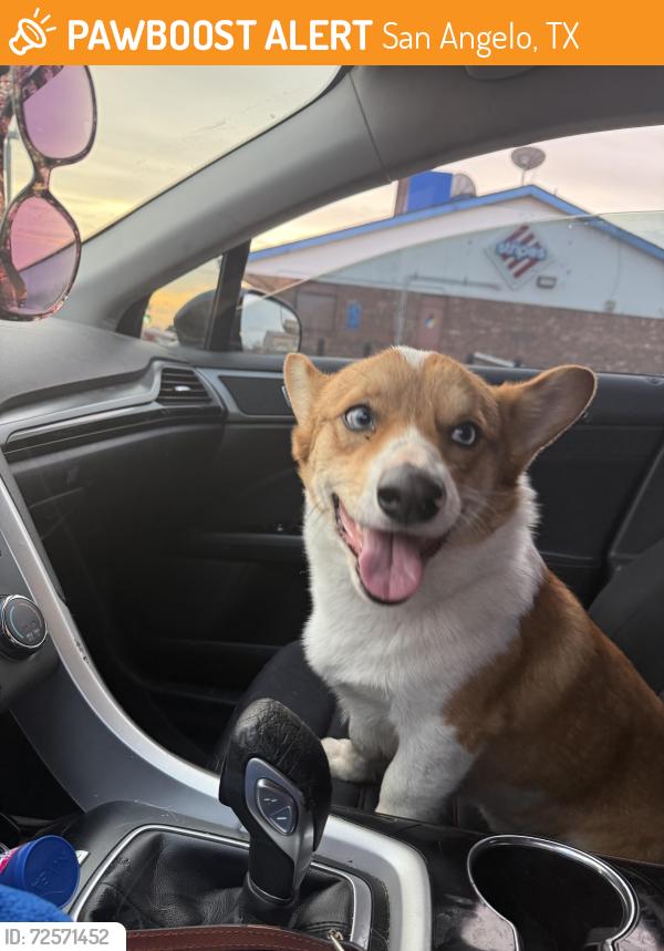 Found/Stray Male Dog last seen Ardmore St, San Angelo, TX 76905