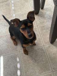 Lost Male Dog last seen Spreading branch rd , Hope Mills, NC 28348