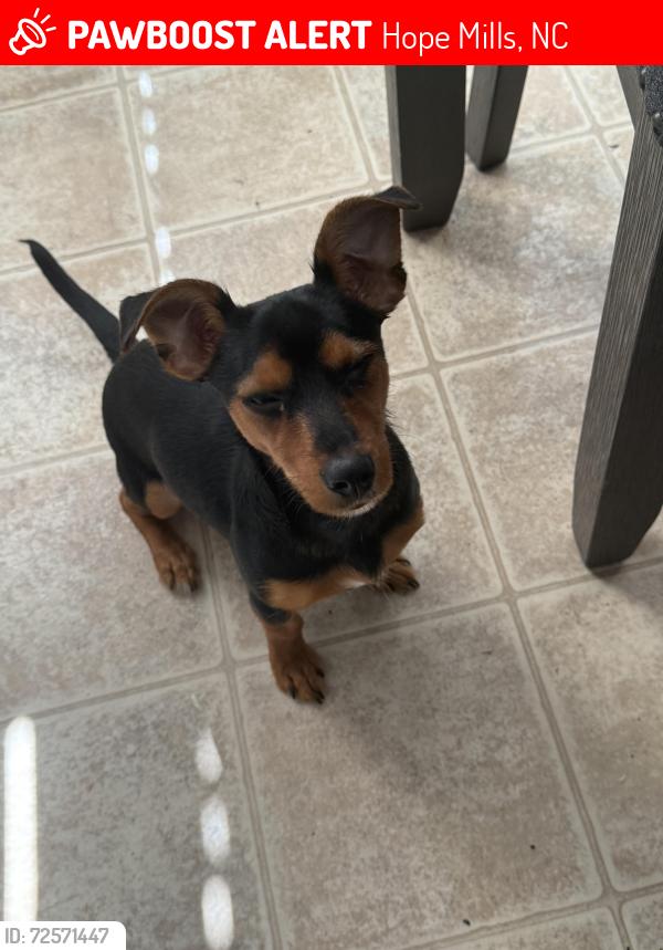 Lost Male Dog last seen Spreading branch rd , Hope Mills, NC 28348