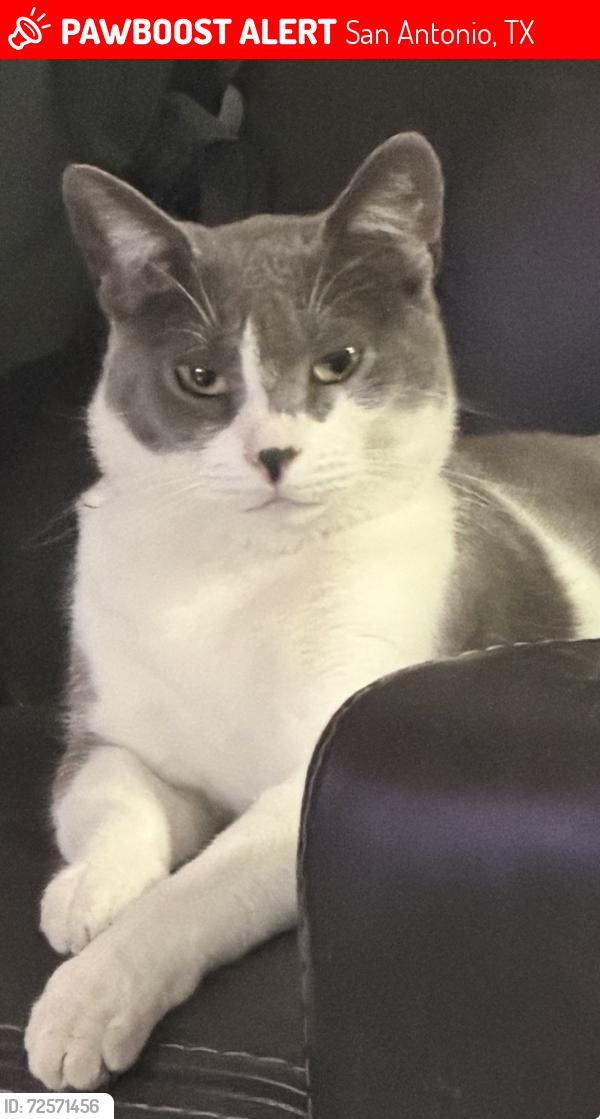 Lost Male Cat last seen Juniper and palos, San Antonio, TX 78223