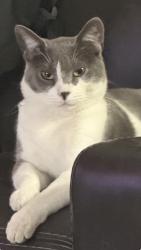Lost Male Cat last seen Juniper and palos, San Antonio, TX 78223
