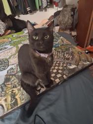 Lost Female Cat last seen Walnut st., Lauderdale, MN 55413