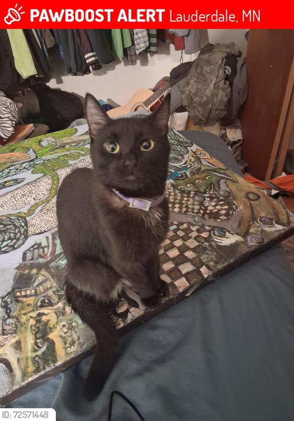Lost Female Cat last seen Walnut st., Lauderdale, MN 55413