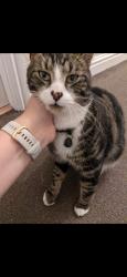 Lost Male Cat last seen Lingmoor walk, Hulme, England M15