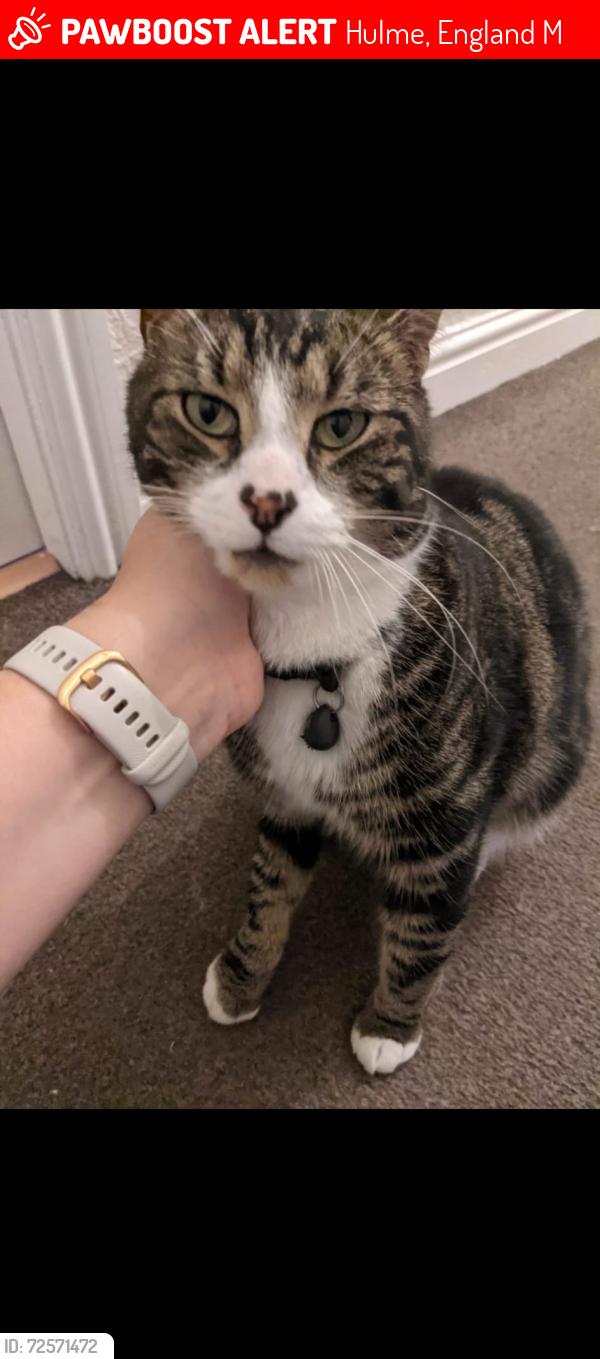 Lost Male Cat last seen Lingmoor walk, Hulme, England M15