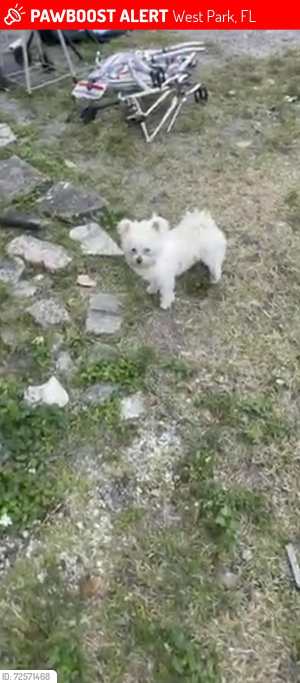 Lost Male Dog last seen 56th ave and 38 street in west park 33023, West Park, FL 33023