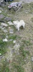 Lost Male Dog last seen 56th ave and 38 street in west park 33023, West Park, FL 33023