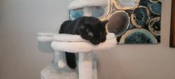 Lost Male Cat last seen Bon Arden & Belle De Mar/ Rural & Guadulupe, Tempe, AZ 85283