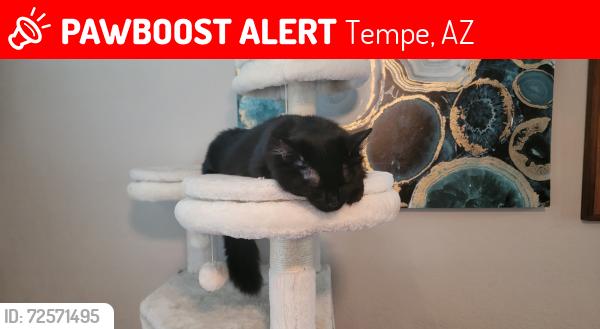 Lost Male Cat last seen Bon Arden & Belle De Mar/ Rural & Guadulupe, Tempe, AZ 85283