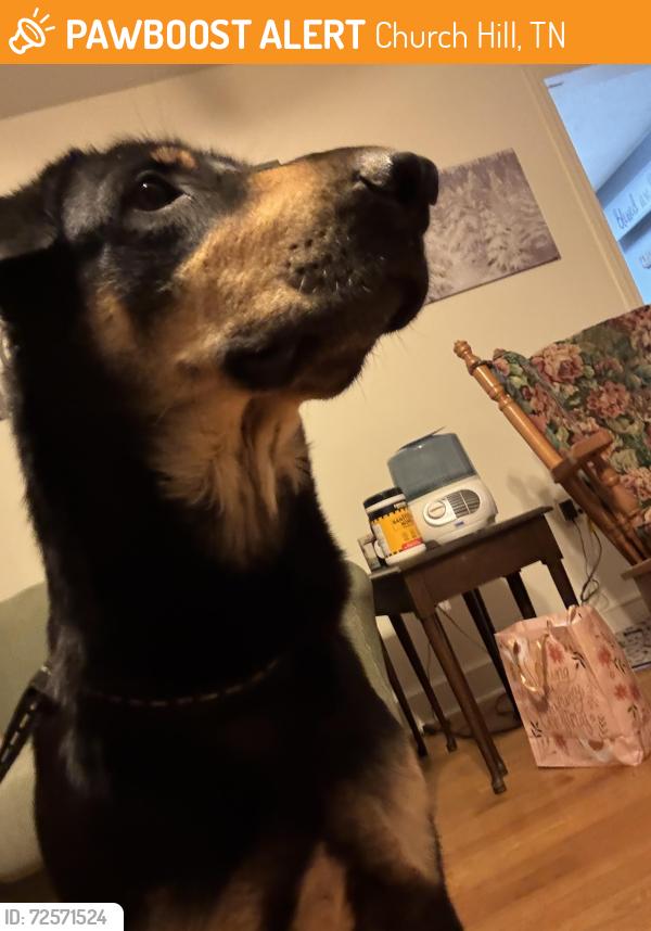 Found/Stray Female Dog last seen Police station church hill, Church Hill, TN 37642