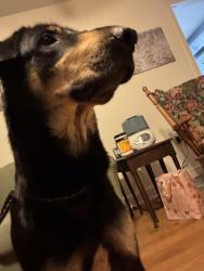 Found/Stray Female Dog last seen Police station church hill, Church Hill, TN 37642