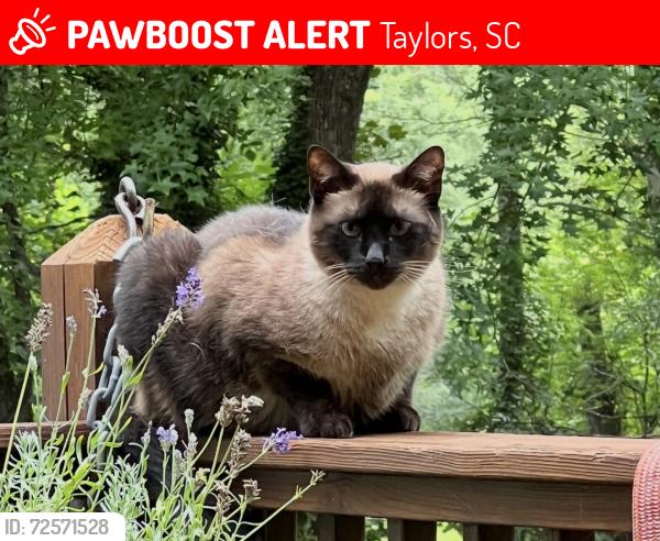 Lost Male Cat last seen End of cul-de-sac, Edwards Rd and Ikes Rd are the biggest roads nearby., Taylors, SC 29687
