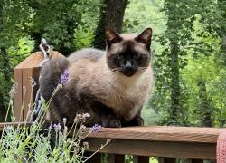 Lost Male Cat last seen End of cul-de-sac, Edwards Rd and Ikes Rd are the biggest roads nearby., Taylors, SC 29687