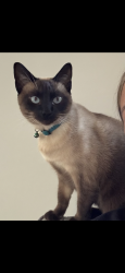 Lost Female Cat last seen Regency park Dr , Murfreesboro, TN 37129