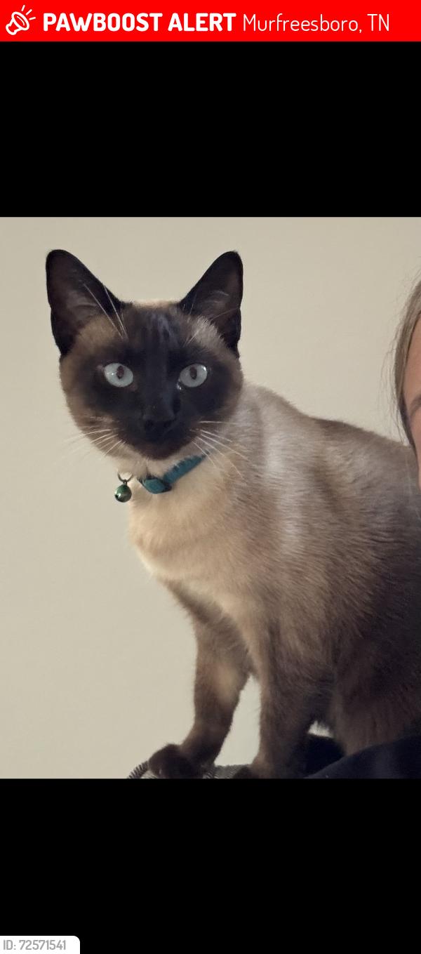 Lost Female Cat last seen Regency park Dr, Murfreesboro, TN 37129