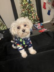 Lost Male Dog last seen Woodpointe blvd, Heritage Creek, KY 40219