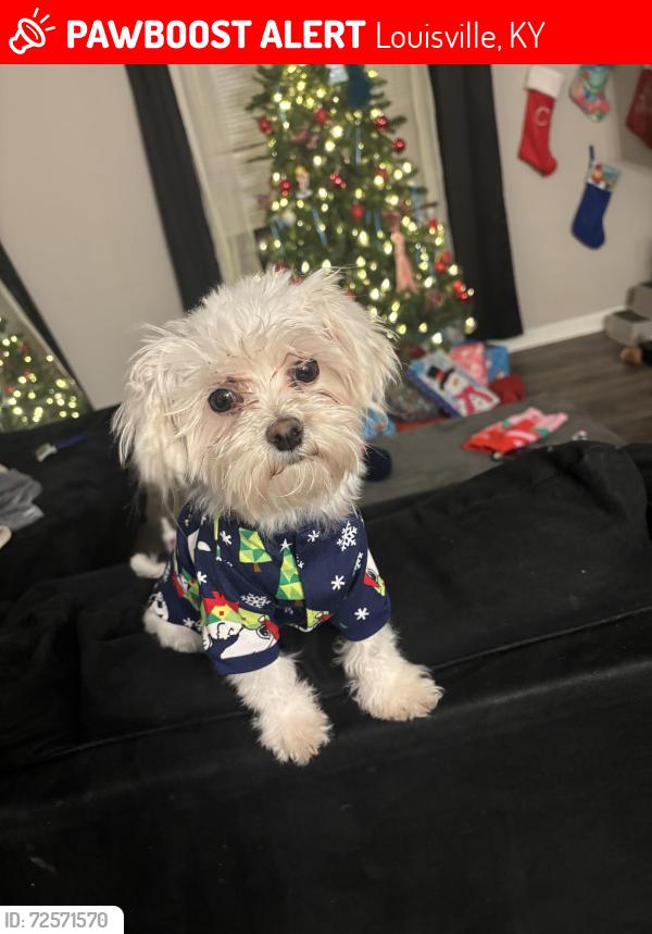 Lost Male Dog last seen Woodpointe blvd, Heritage Creek, KY 40219