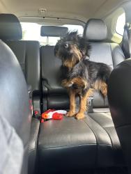 Lost Female Dog last seen Near Roswell Rd, The Harrison apmts , Atlanta, GA 30342
