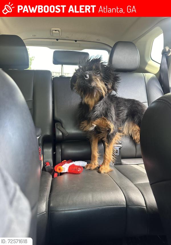 Lost Female Dog last seen Near Roswell Rd, The Harrison apmts , Atlanta, GA 30342