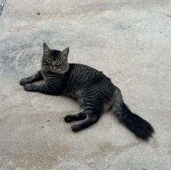 Lost Male Cat last seen Stoney Brook apmts behind Ingram Park mall, San Antonio, TX 78238
