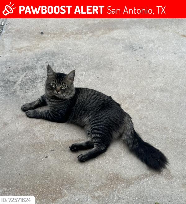 Lost Male Cat last seen Stoney Brook apmts behind Ingram Park mall, San Antonio, TX 78238
