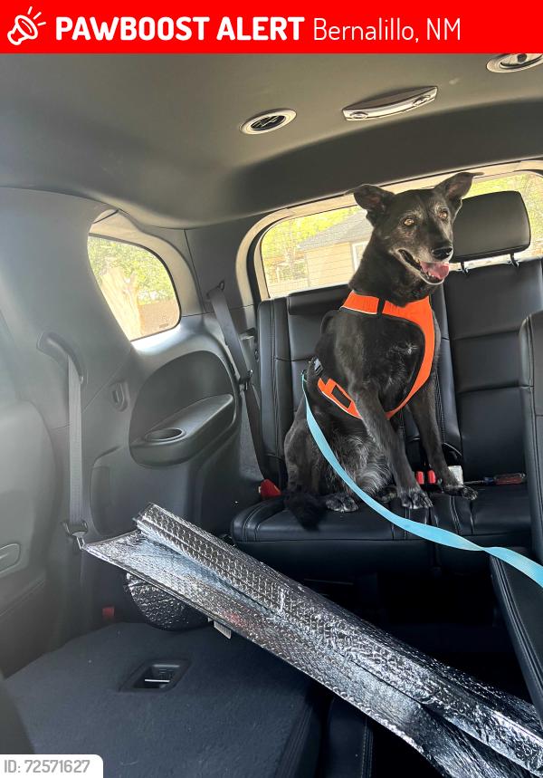 Lost Female Dog last seen La Macha and La Corrida, Bernalillo, NM 87004, Bernalillo, NM 87004