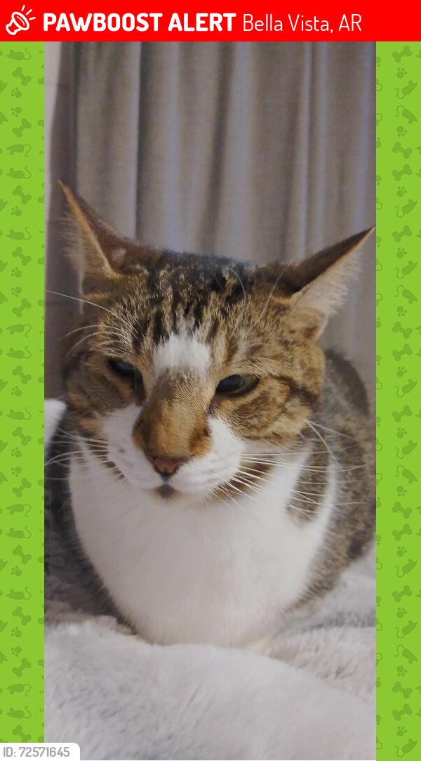 Lost Male Cat last seen Overton rd, Bella Vista, AR 72714