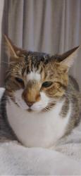 Lost Male Cat last seen Overton rd, Bella Vista, AR 72714