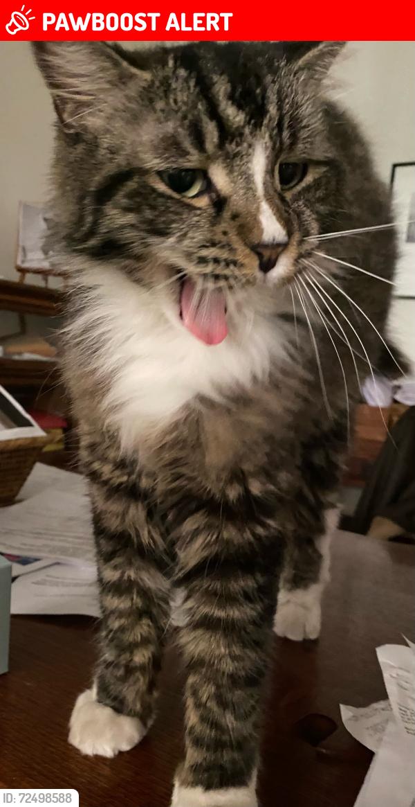 Lost Male Cat last seen Sims lane/warner, Huntington Beach, CA 92649