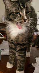 Lost Male Cat last seen Sims lane/warner, Huntington Beach, CA 92649