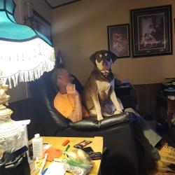 Lost Male Dog last seen Dollar General in Subligna, Subligna, GA 30747