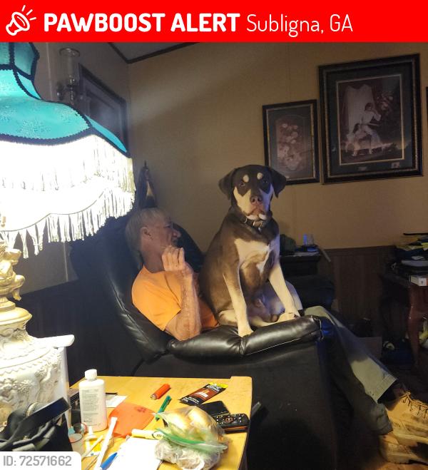 Lost Male Dog last seen Dollar General in Subligna, Subligna, GA 30747